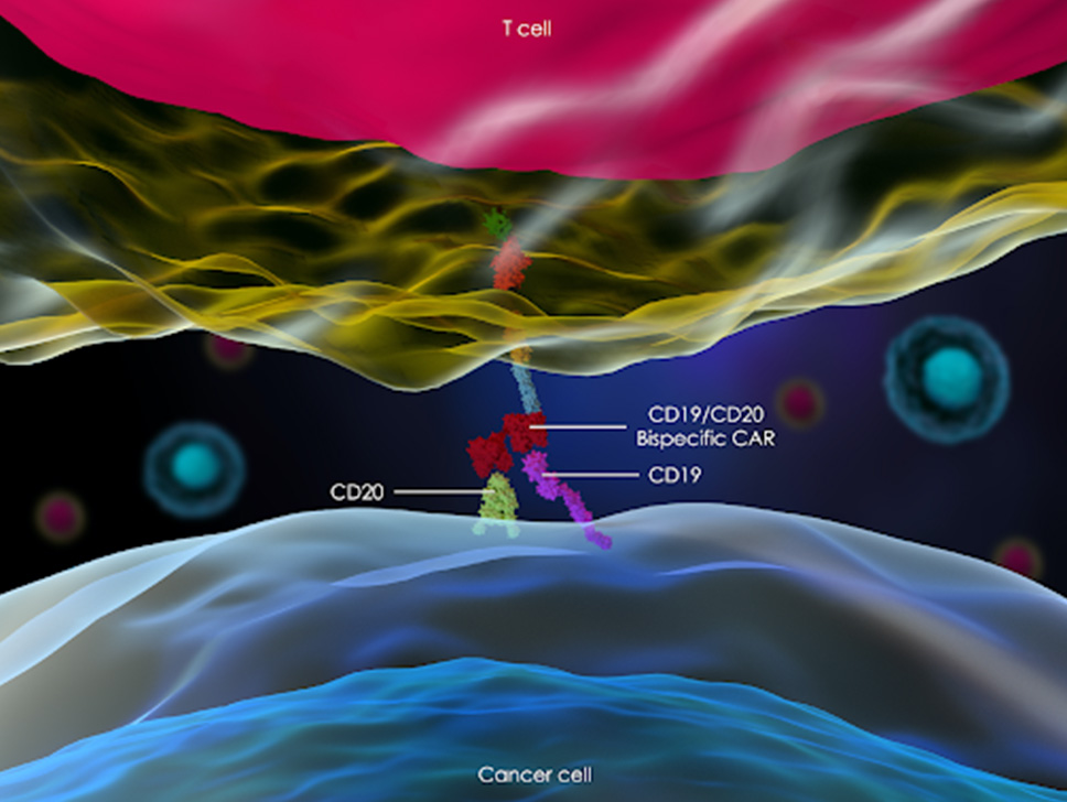 t-limfocit tumorska stanica